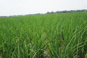 une grand champ de vert herbe photo