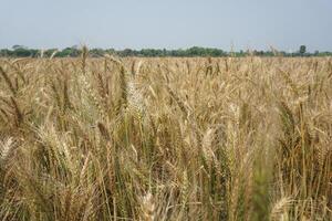 une champ de blé est montré dans le distance photo