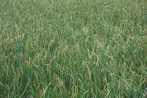 une champ de grand herbe avec grand vert les plantes photo