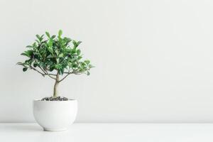 petit ficus arbre élégant des pots sur une pur blanc Contexte photo