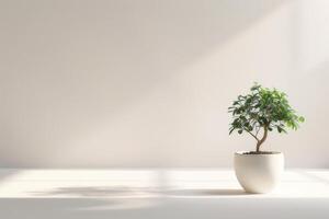 petit ficus arbre élégant des pots sur une pur blanc Contexte photo