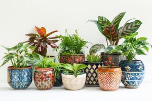 céramique des pots rempli avec coloré maison les plantes. photo