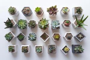 miniature mis en pot succulent photo