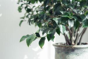 banian arbre dans une pot photo