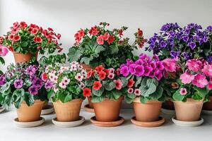 groupe de coloré floraison les plantes dans terre cuite des pots photo