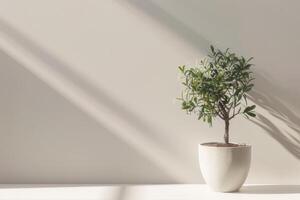 petit ficus arbre élégant des pots sur une pur blanc Contexte photo