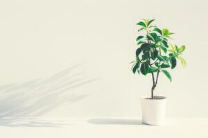 petit ficus arbre élégant des pots sur une pur blanc Contexte photo