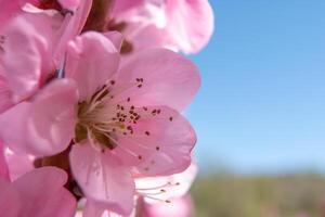 proche en haut rose pêche fleur contre une bleu ciel. le fleur est le principale concentrer de le image, et il est dans plein floraison. photo