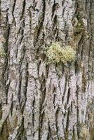 Contexte montrant arboricole lichen sur le rugueux écorce de une châtaigne arbre photo