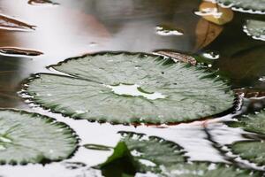 amazone pluie forêt l'eau lis. lotus feuilles flotteur sur l'eau photo
