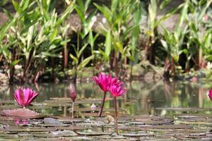 proche en haut vue de couple de rose nénuphar dans fleur flottant sur le Lac photo