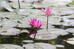 proche en haut vue de couple de rose nénuphar dans fleur flottant sur le Lac photo