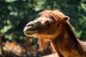 chameau avec une distinctif rouge crinière est Souligné par doux jouer de lumière et ombre sur ses caractéristiques. photo