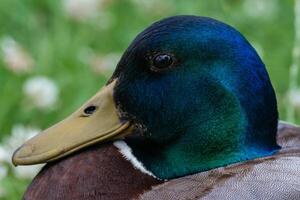 détaillé colvert canard portrait photo