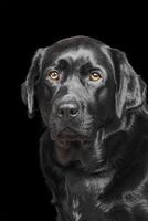 noir Labrador retriever sur une noir Contexte isoler. photo