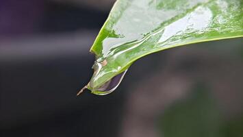 l'eau gouttelettes sur le hauts de le feuilles photo