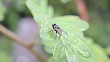 macro photo de mouche insecte