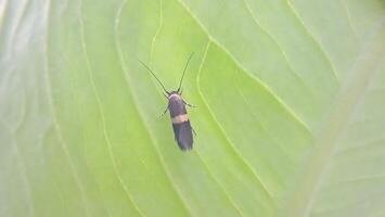 macro photo de petit insectes sur feuilles