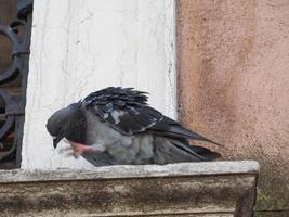 pigeon oiseau animal photo