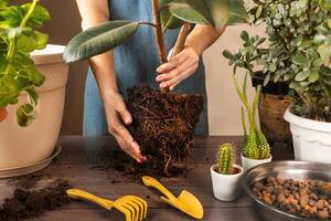 femme replantation fleurs et plantation les plantes. printemps plante d'appartement se soucier, veille en haut intérieur les plantes pour printemps. femme est repiquage plante dans Nouveau pot à maison. caoutchouc ficus photo