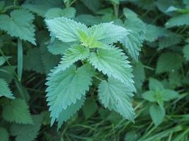 plante d'ortie urtica photo