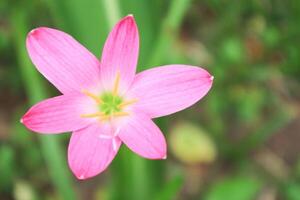 rose pluie lis, Fée lis, zéphyranthes rose. photo