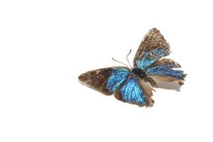 icilius bleu papillon ou jalmenus icilius photo