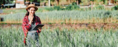 agriculteur portant une paille chapeau et plaid chemise les usages une tablette dans une luxuriant blé champ avec des arbres et une maison dans le Contexte. photo