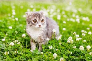 une oreilles tombantes chat chaton des promenades à l'extérieur dans le vert herbe parmi le trèfles photo