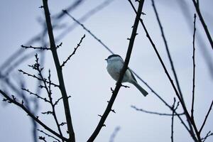 saule mésange sur une branche dans une buisson. oiseau espèce avec noir tête et blanc Sein photo