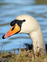 muet cygne tête saillant plus de banque stabilisation. gouttes de l'eau sur le plumage. photo