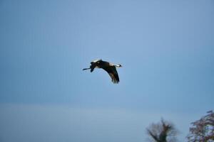 grues mouche dans le bleu ciel. migratoire des oiseaux sur le darse. faune photo