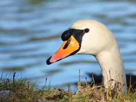 muet cygne tête saillant plus de banque stabilisation. gouttes de l'eau sur le plumage. photo