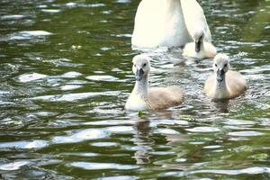 muet cygne famille avec cygne gris poussins. grand blanc oiseau. élégant animal photo