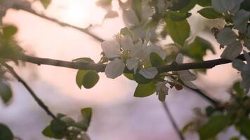 Pomme fleurs sur le branche de un Pomme arbre. soir ambiance avec chaud lumière photo