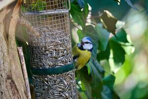 bleu mésange alimentation à une chargeur. oiseau espèce bouvreuil. coloré oiseau de le animal monde photo