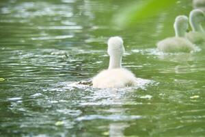 muet cygne poussins. mignonne bébé animal sur le l'eau. duveteux gris et blanc plumage photo