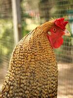 marron poulet avec rouge peigne. ferme animal sur une cultiver. plumes et le bec, portrait photo