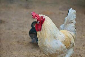 blanc poulet avec rouge peigne, ferme animal sur une cultiver. plumes et le bec, portrait photo