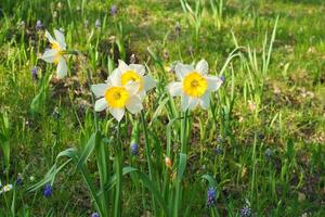 jonquilles à Pâques temps sur une prairie. Jaune blanc fleurs éclat contre le herbe photo