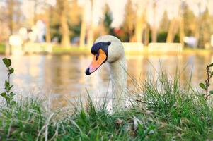 un élégant blanc cygne nage dans le l'eau. le sauvage animal apparaît majestueux. oiseau photo