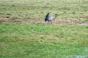 grues sur une humide prairie. sauvage des oiseaux butiner dans le sauvage. migratoire des oiseaux photo