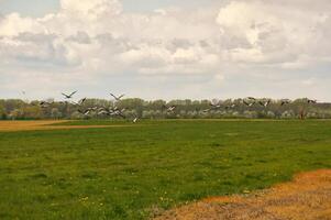 grues dans le champ. butiner par sauvage des oiseaux dans le sauvage. migratoire des oiseaux photo