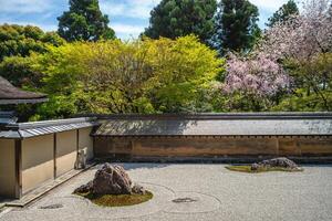 Cerise fleur à le Roche jardin, alias Zen jardin ou Karesansui, de ryoanji temple dans Kyoto, Japon photo