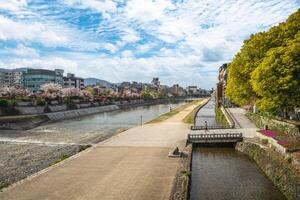 Cerise fleurs le long de le Kamo rivière dans Kyoto ville, Kansaï, Japon photo