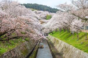 le Lac biwa canal avec Cerise fleur dans otsu ville dans shiga, Japon photo