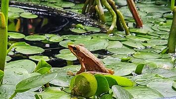 grenouille dans le étang. le grenouille est assis sur le lotus feuille. photo