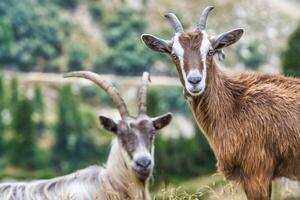 deux Montagne chèvres dans le sauvage photo