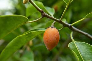 proche en haut Espagnol Cerise plante. photo