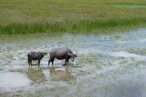 l'eau buffle dans le zone de faune photo